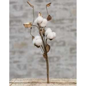 *Cotton Pick w/Shells 12"